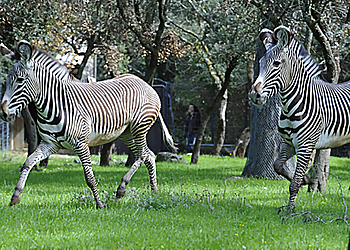Zoo de Montpellier image 3 Montpellier Places To Visit Zoo de Montpellier image 3